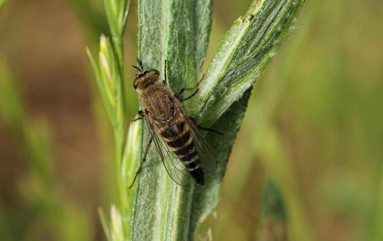 Thereva sp., femmina